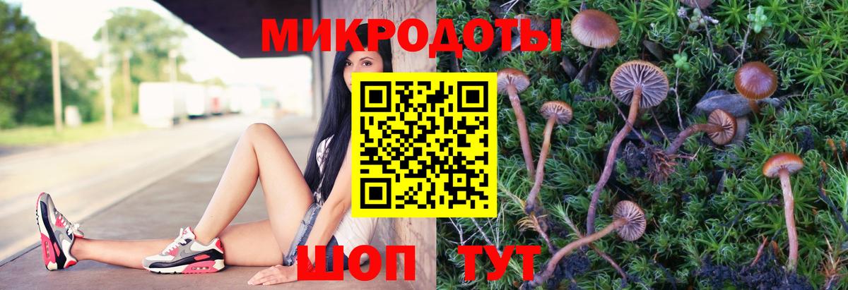 Псилоцибиновые грибы Psilocybine cubensis Россия